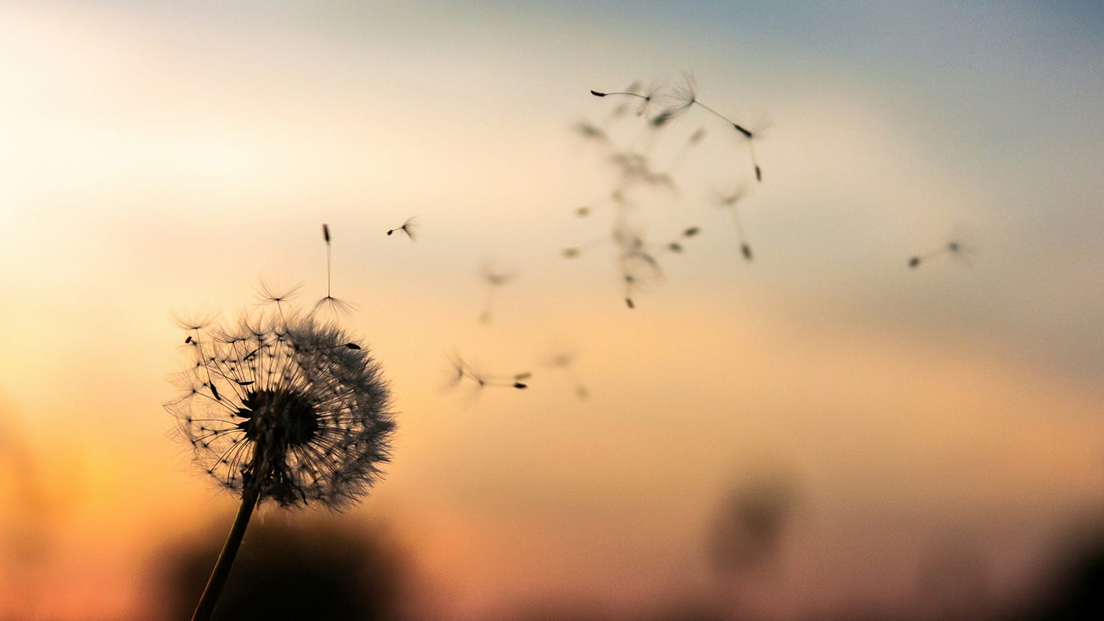 Dandelion seeds dispersing into a warm sunset sky, symbolizing the journey of millions of sperm toward fertilization