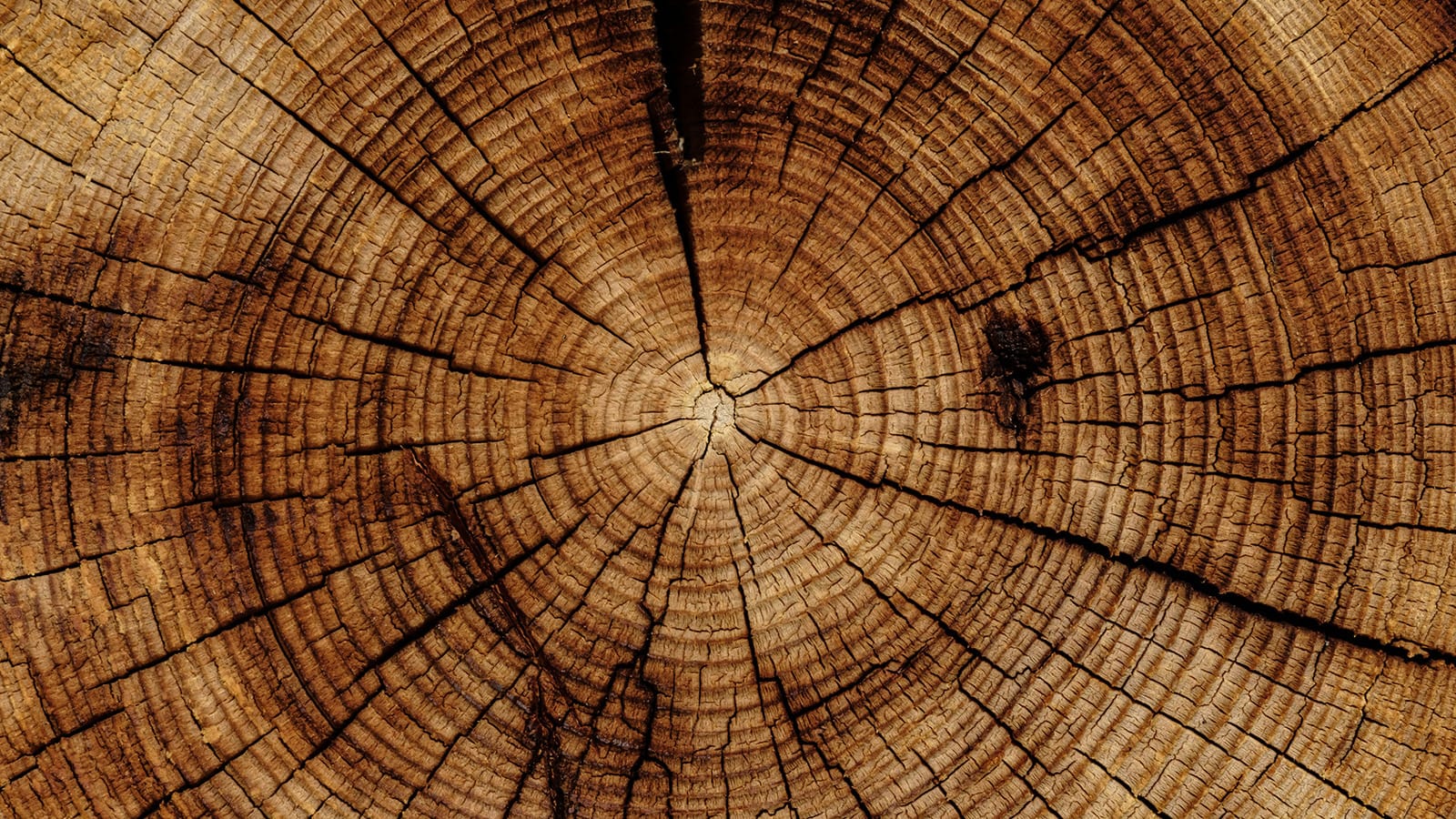 Cross-section of a tree trunk showing concentric growth rings radiating from center, evoking the cyclical phases of sperm development